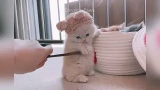 Miniature : Compilation hilarante mignon d’animaux 😂  Fous rires garantis !