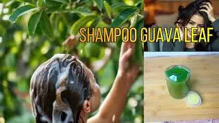Miniature : Shampoing Naturel aux Feuilles de Goyave pour lutter contre la chute des cheveux