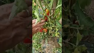 Miniature : Le potager en mode survie ! 