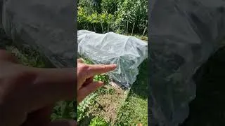 Miniature : 5 juin 2026 : le potager au top!