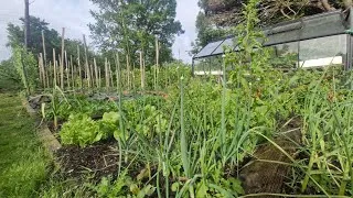 Miniature : Bilan du potager après les fortes chaleurs !