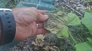 Miniature : Il fait deja trop chaud ! Je paille vite !