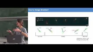 Miniature : Anke LINDNER - From Individual Trajectories to Collective Motion in E-coli Bacteria