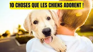Miniature : Les 10 passe-temps préférés des chiens – Préparez-vous à rire et à fondre d’amour !"
