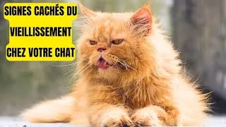 Miniature : Votre chat vieillit en silence : découvrez les signes avant qu’il ne soit trop tard !