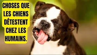 Miniature : 10 choses que les chiens DÉTESTENT (et que vous faites sans le savoir) | Vie de Chien et Chat