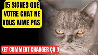 Miniature : 15 signes que votre chat vous DÉTESTE !Découvrez comment RÉSOUDRE le problème !