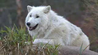 Miniature : LE LOUP ARCTIQUE LA MEUTE, C'EST SACRE