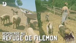 Miniature : 30 cochons en liberté ?! (reportage en refuge)