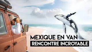 Miniature : EP20 - MEXIQUE en VAN - Notre Aventure Unique avec les BALEINES