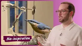 Miniature : Biomimétisme : comment le vivant révolutionne notre façon de penser l’énergie