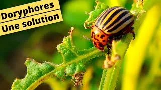 Miniature : 😀🪲DORYPHORES - UNE SOLUTION🪲😀