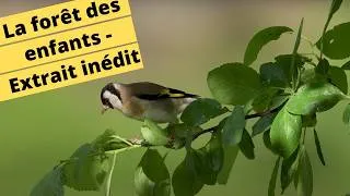 Miniature : 🌳🍒🍊👨‍🌾 LA FORÊT DES ENFANTS - EXTRAIT INÉDIT🌳🍒🍊👨‍🌾