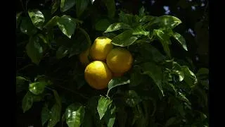 Miniature : Une exploitation d’agrumes à La Crau avec Joëlle Étienne 🍋