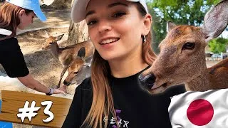 Miniature : UNE JOURNEE AVEC LES BICHES DE NARA AU JAPON 🇯🇵 VLOG #3