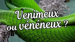 Miniature : VENIMEUX OU VÉNÉNEUX ?
