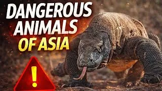 Miniature : 10 ANIMAUX QU'IL VAUT MIEUX ÉVITER D’Asie | Devine Quoi