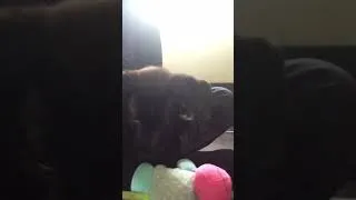 Miniature : Mon bébé chiot 😊