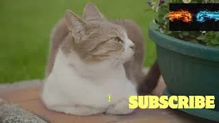 Miniature : chat et oiseuxChat#Oiseux#Animaux #Nature#Compagnons#VieAnimale#Mignon#AventureAnimale#Biodiversité