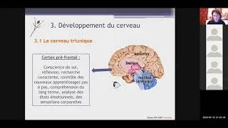 Miniature : Les 4 piliers de l'apprentissage - 3 : Le développement du cerveau