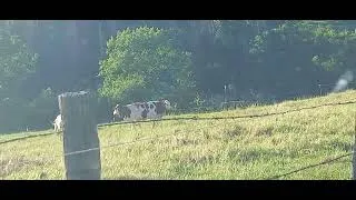 Miniature : Les vaches taries 