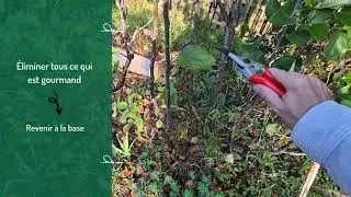 Miniature : La taille des fruitiers, citronniers, pommiers, abricotiers, cerisiers