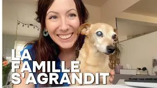 Miniature : Jour 17/60 – Deux chiens sous le même toit… ça promet ! 🐶