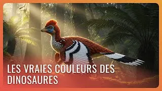 Miniature : Les couleurs des dinosaures : ce que les plumes fossiles révèlent | Documentaire