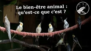 Miniature : Le bien-être animal qu'est-ce que c'est ?