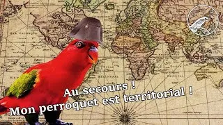 Miniature : Au secours, mon PERROQUET est TERRITORIAL !