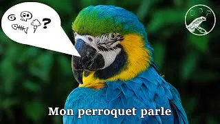 Miniature : Mon perroquet parle ?