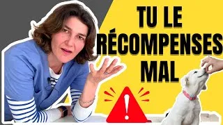 Miniature : Ton CHIEN N'OBÉIT pas ? Le problème, c’est peut-être PAS LUI… mais TOI !