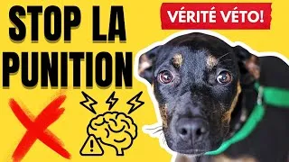 Miniature : Ce que ton VÉTÉRINAIRE voudrait que tu saches... LA PUNITION !