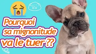 Miniature : Danger des HYPERTYPES chez le CHIEN : pourquoi leur mignonitude va les tuer ????