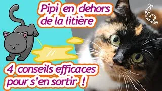 Miniature : Comment éviter les pipis hors de la litière : 4 conseils simples et efficaces
