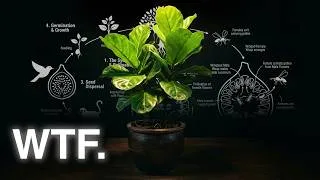 Miniature : Le cycle de vie "impossible" des plantes d'intérieur
