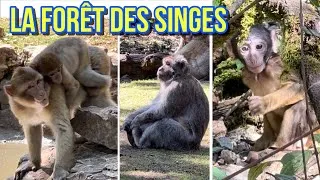 Miniature : La forêt des singes de Rocamadour : découvrez les macaques de barbarie et leurs bébés trop mignons 