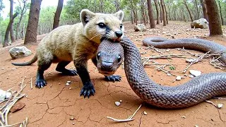 Miniature : Comment Ce Petit Mangouste Peut Il Tuer un Cobra Royal