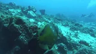 Miniature : Diving in Cozumel Oct. 2015