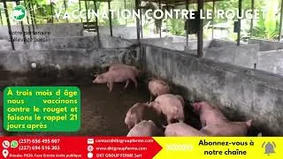 Miniature : Vaccination contre le rouget