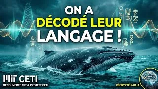 Miniature : Le MIT a découvert que les baleines ont un langage. 🐋