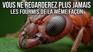 Miniature : Vous Ne Regarderez Plus Jamais les Fourmis de la Même Façon