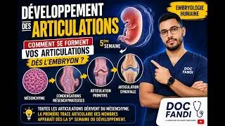 Miniature : Développement des Articulations : Comment se Forment Vos Articulations Dès l’Embryon ?