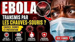 Miniature : 🦇 Ebola : Comment les Chauves-Souris Transmettent ce Virus Mortel ? ⚠️
