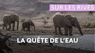 Miniature : Sur les rives de l’Hoanib : La rivière éphémère des éléphants ! – Documentaire Nature, Faune Sauvage