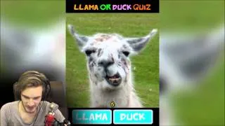Miniature : LLAMA OR DUCK? -- PewDiePie