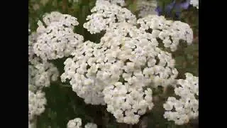 Miniature : Abcès Remèdes naturels suggérés Cataplasme de millefeuille