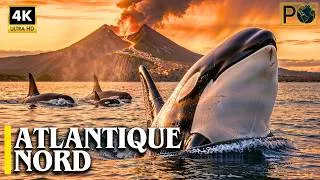 Miniature : ATLANTIQUE NORD: SECRETS que l’Océan Cache Entre Glace, Feu et Vie Sauvage | Documentaire 4K