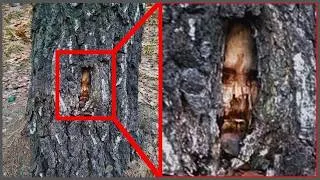 Miniature : 15 choses découvertes dans des arbres que personne n’aurait dû voir.