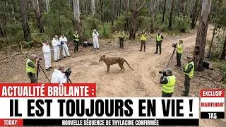 Miniature : Le tigre de Tasmanie est toujours vivant — de nouvelles images hantent les scientifiques.